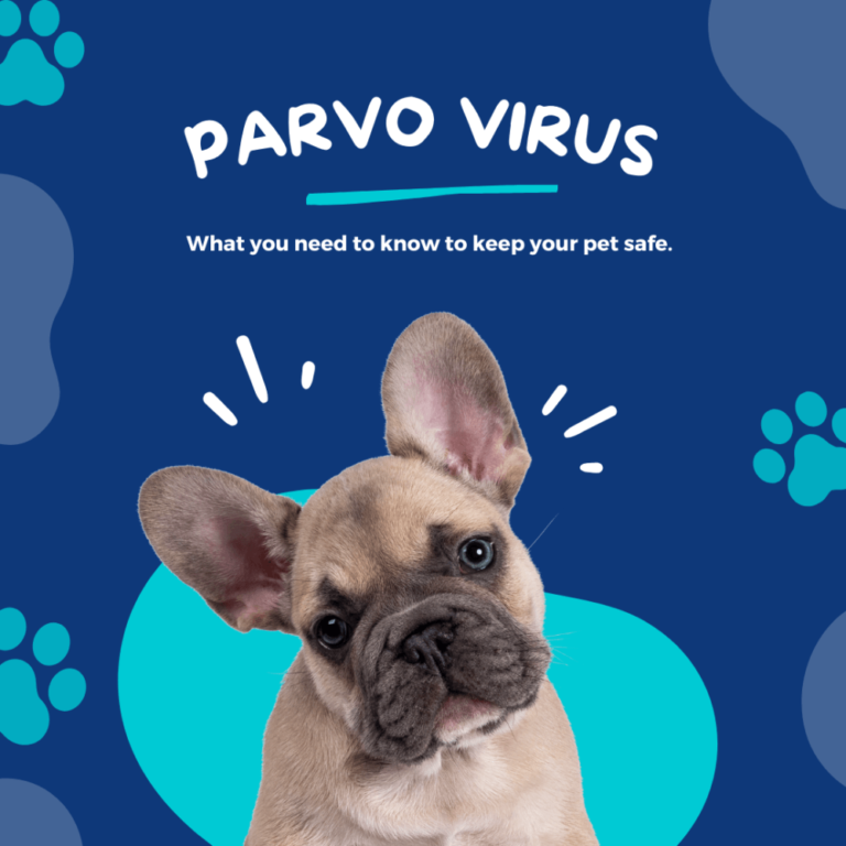 What you need to know about canine parvovirus to protect your pet - Old ...